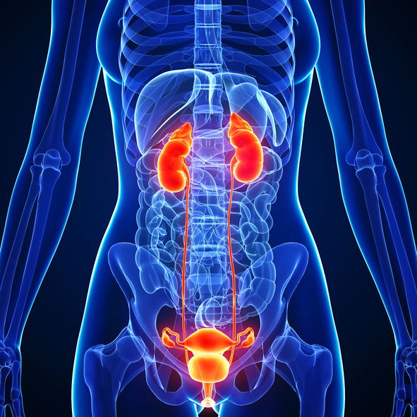Kidney Action Week: A Simple Check Can Protect Your Kidneys